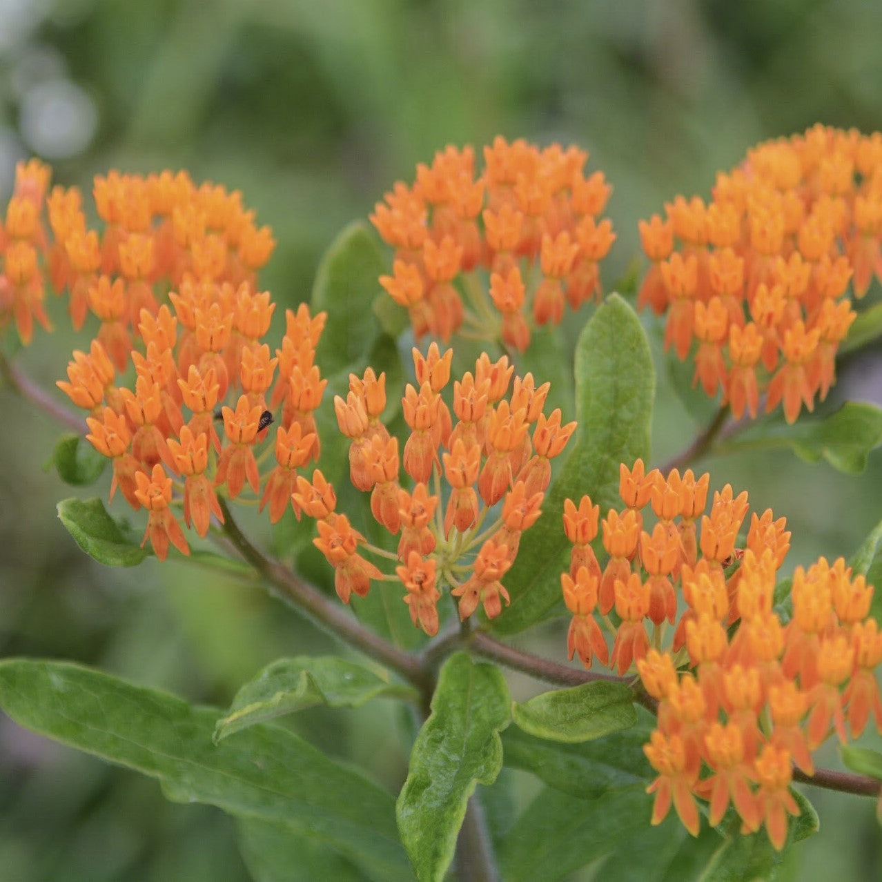 Butterfly Weed