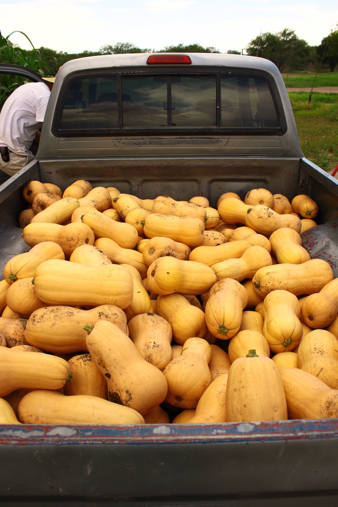Waltham Butternut