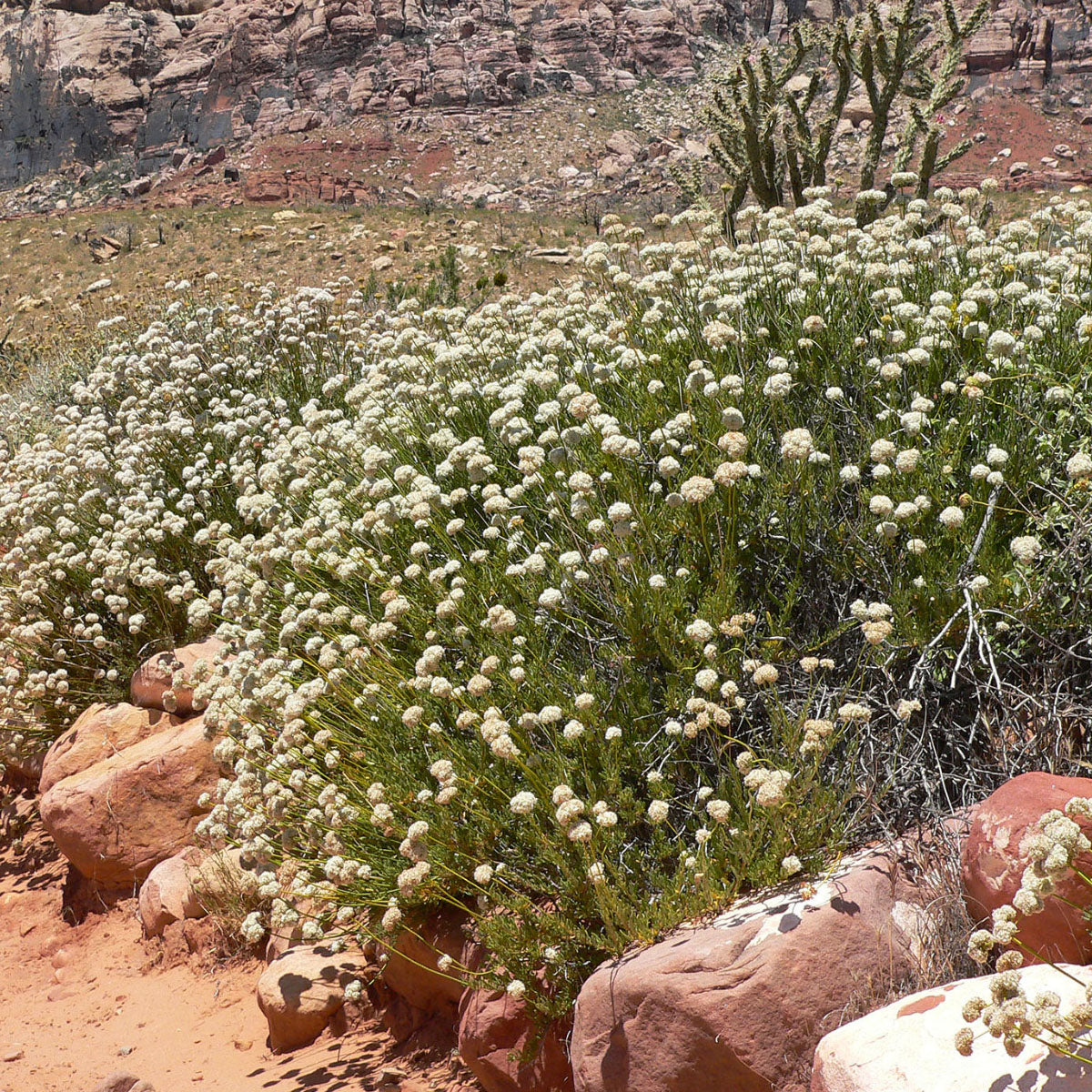 California Buckwheat