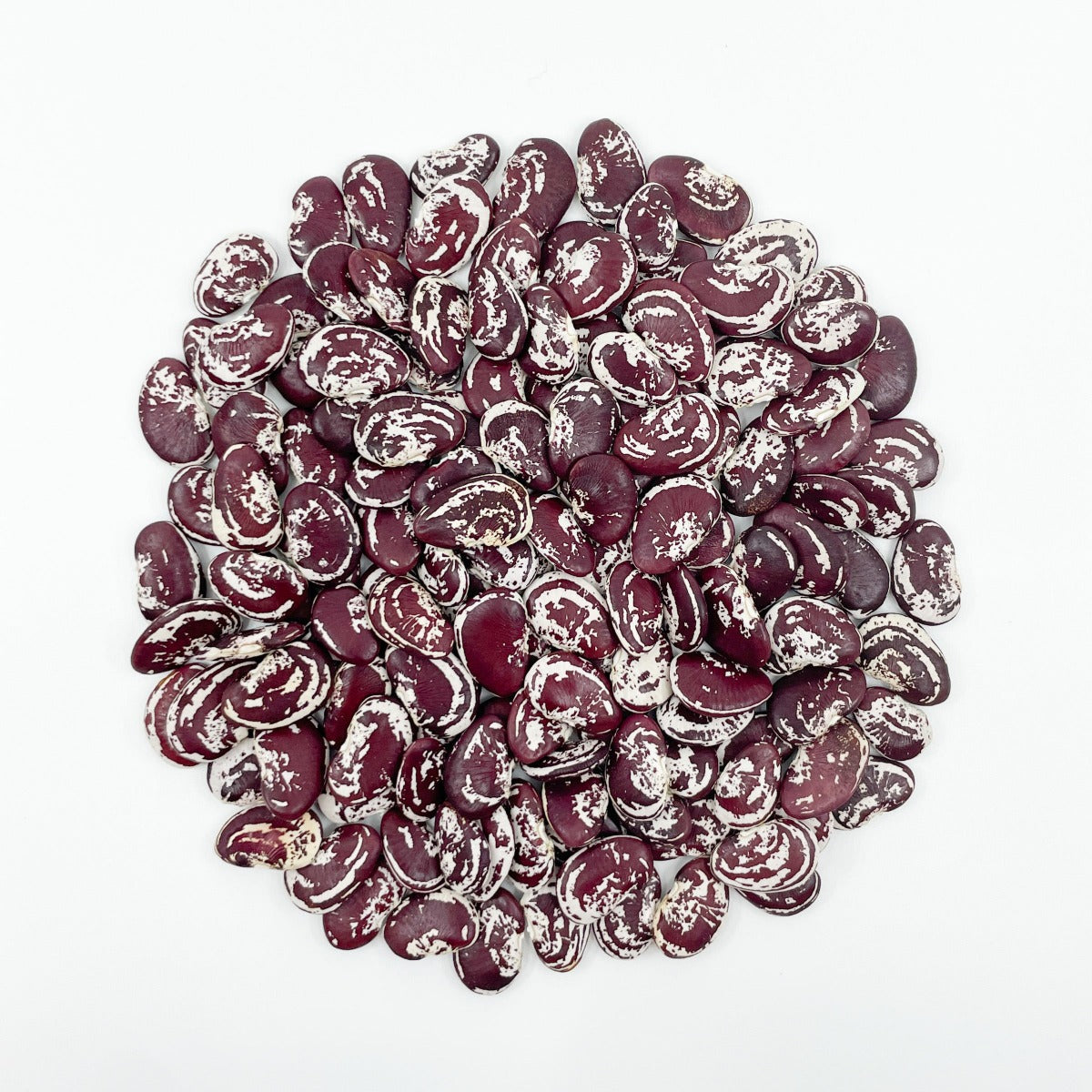 Christmas Lima Beans - Heirloom