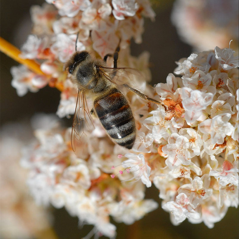 California Buckwheat