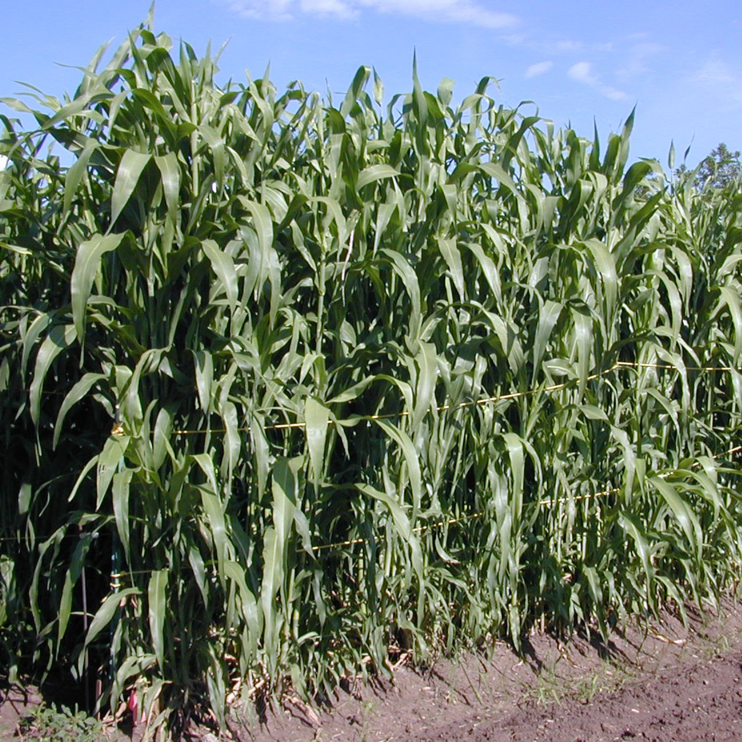 Caña Ganchado