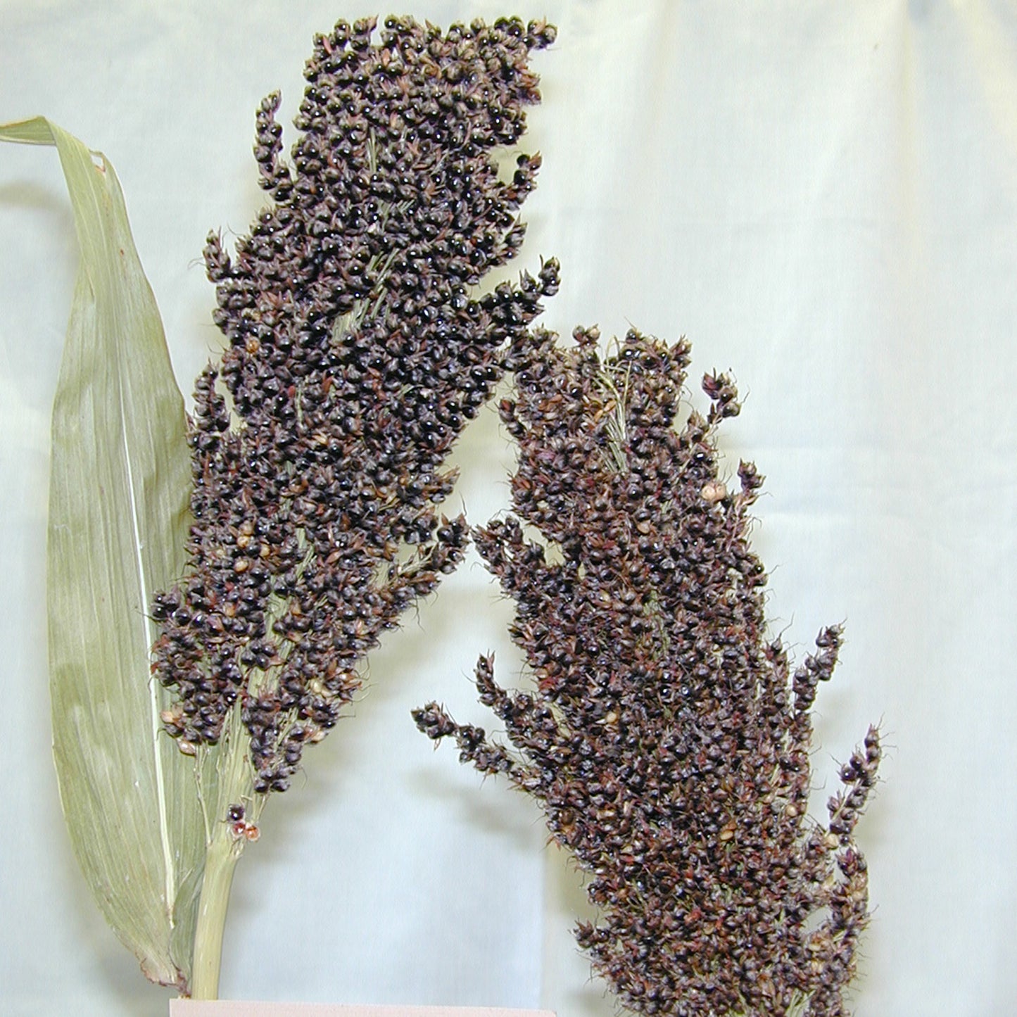 Caña Ganchado