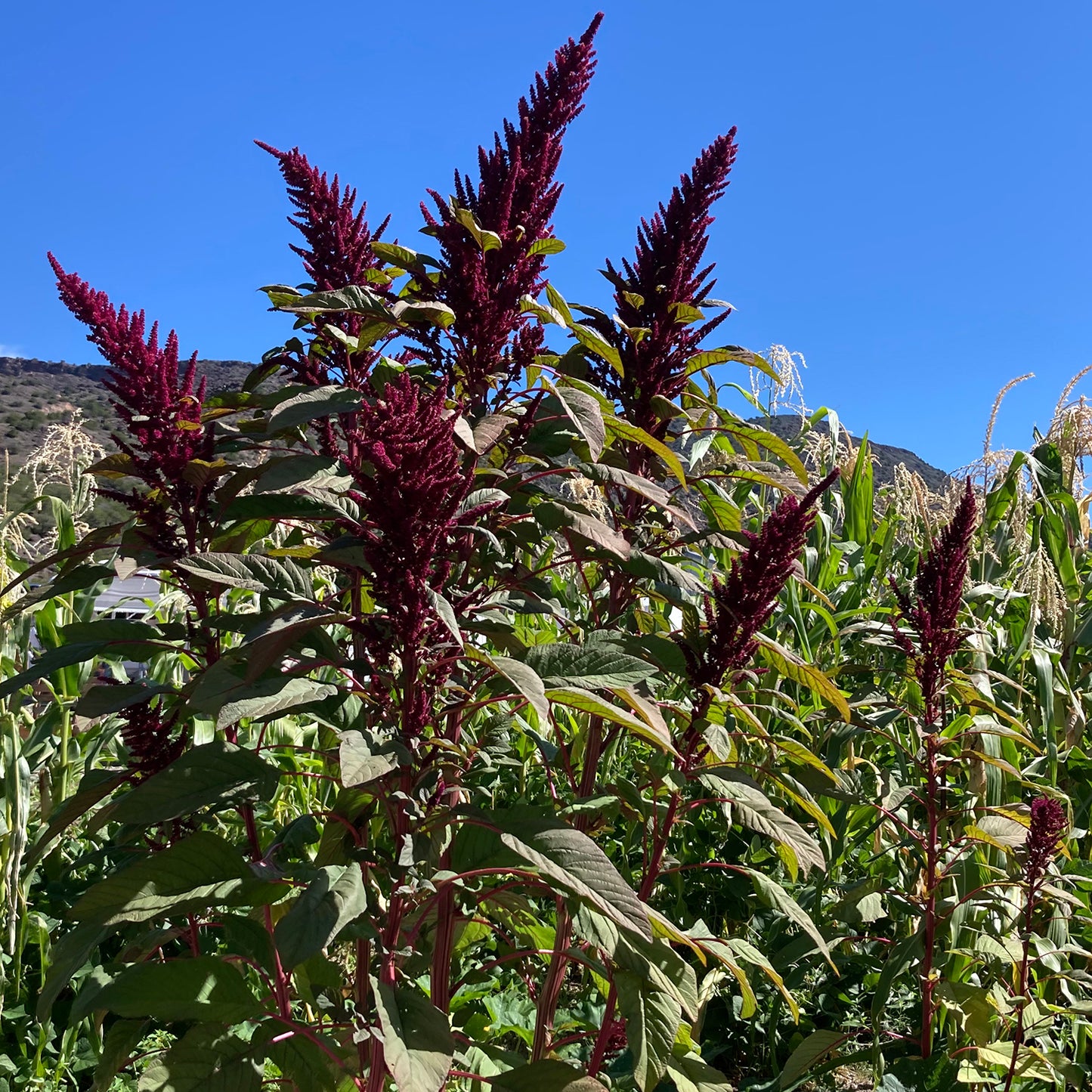 Chihuahuan Ornamental