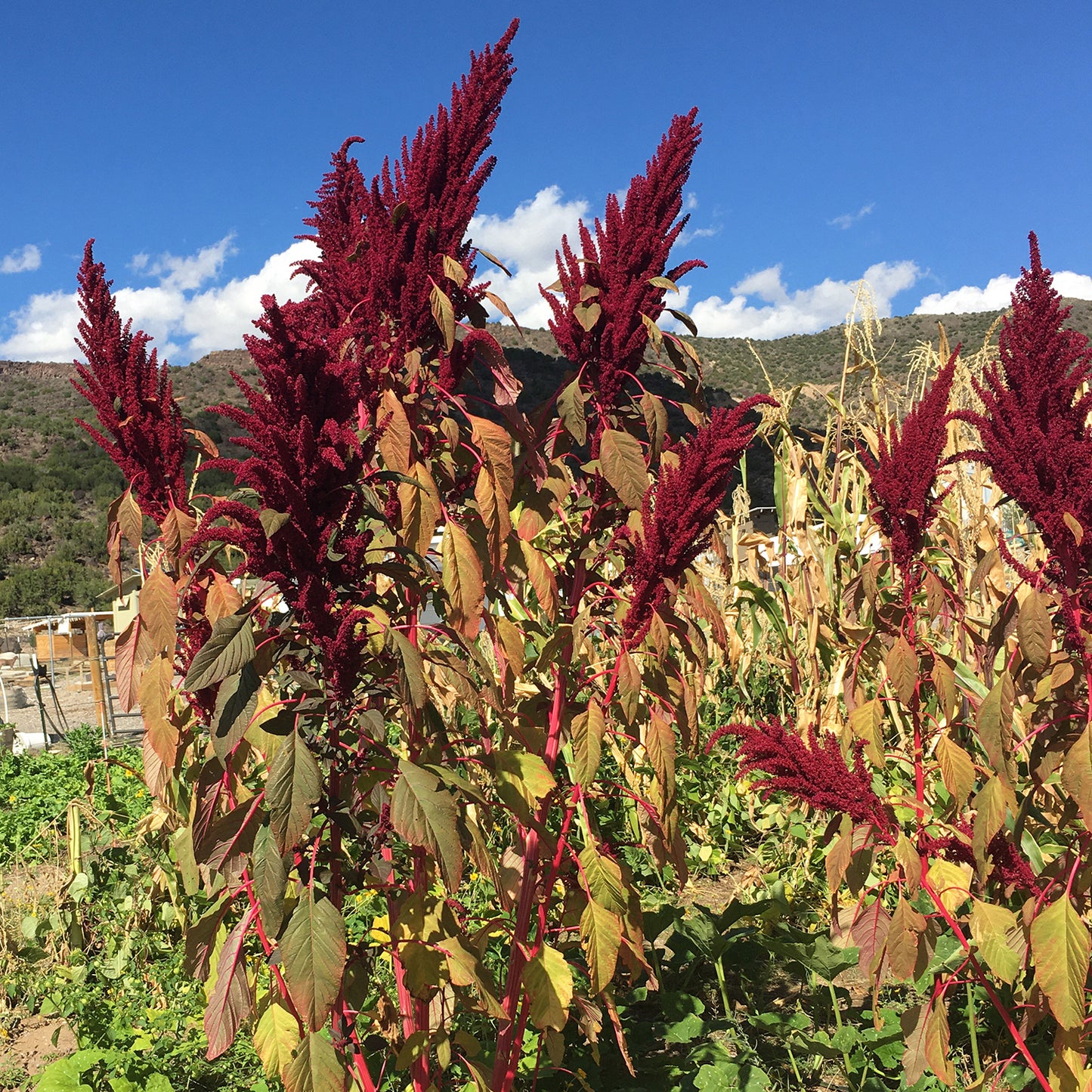 Chihuahuan Ornamental
