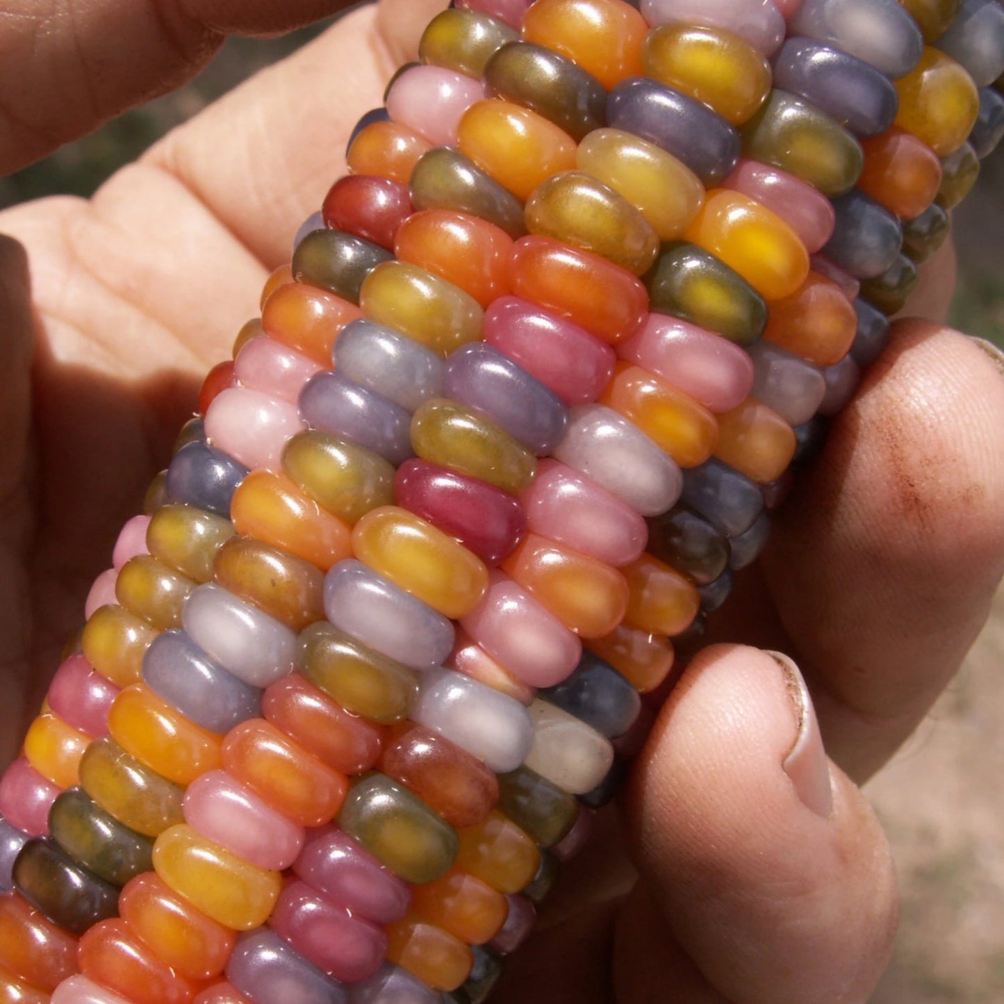 glass gem corn