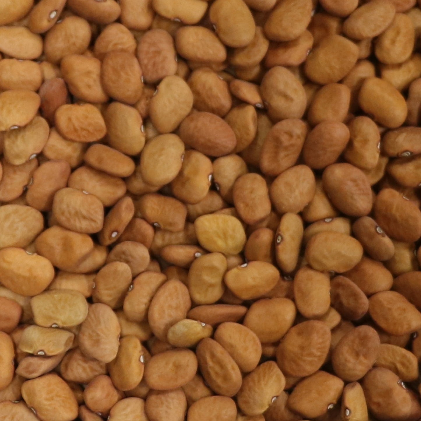 Cocopah brown tepary bean