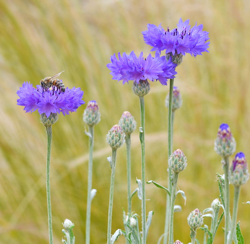 Spring Nurturing Mix for Desert Native Bees