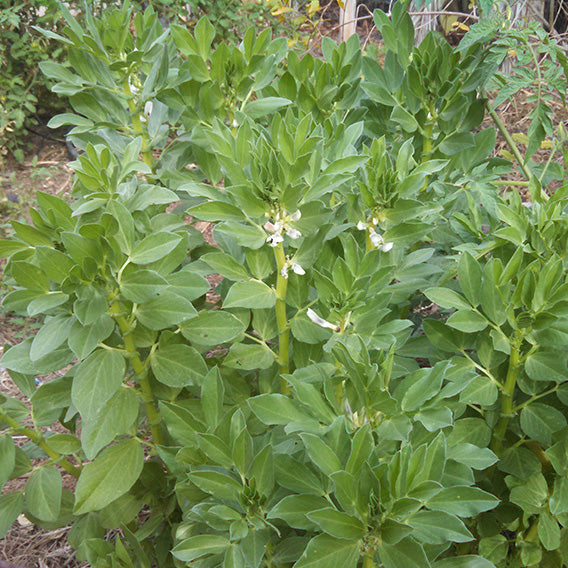 Cuarteles