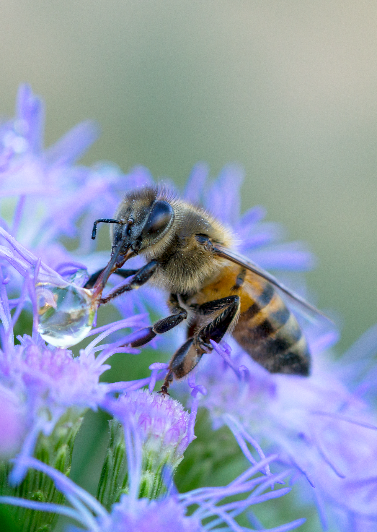 A honey bee atop a blue mistflower with a dewdrop