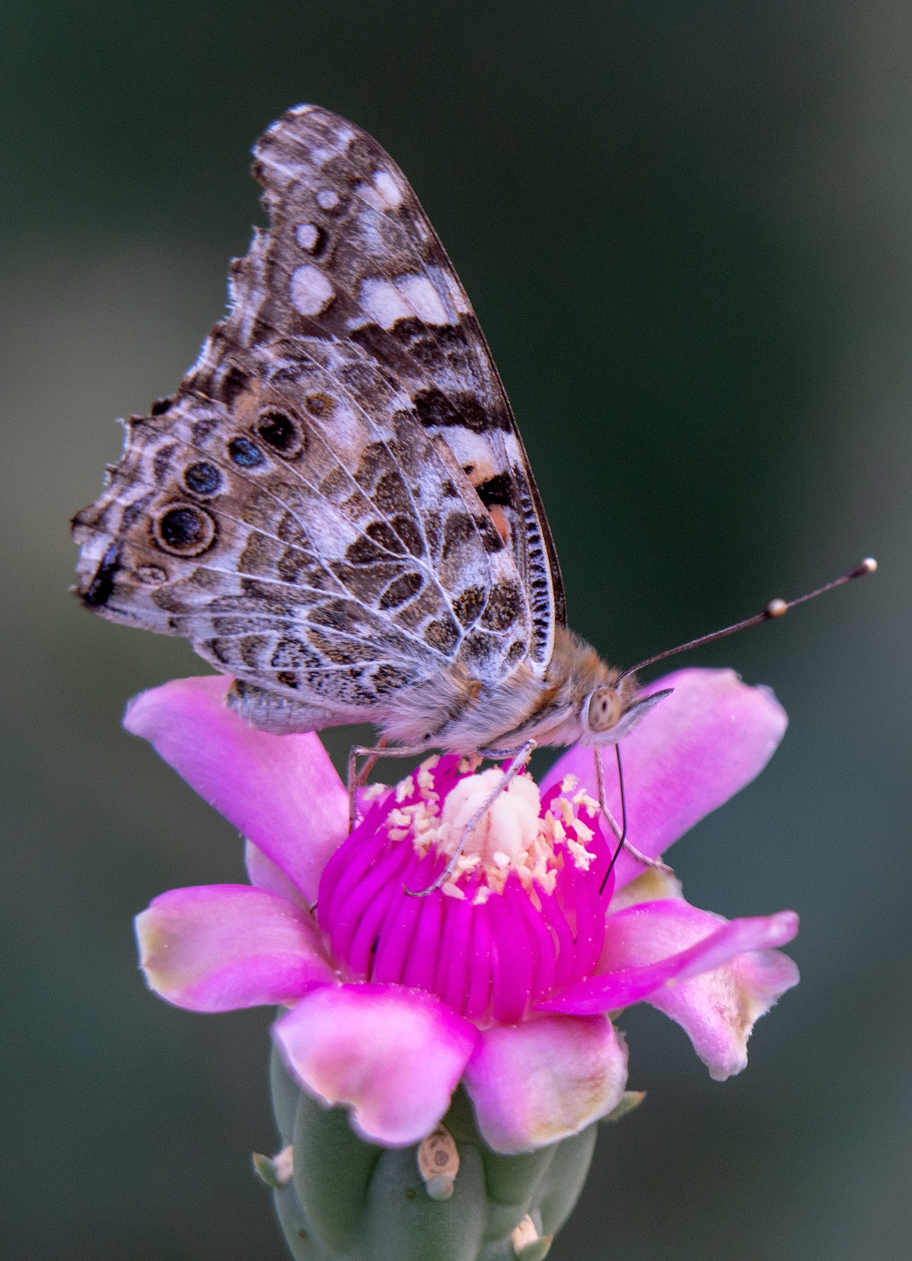 5x7 in card of a painted lady butterfly on a bright pink cholla flower