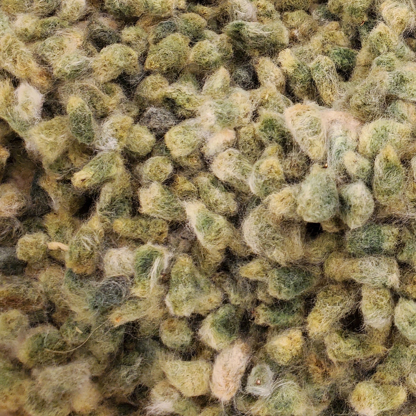Davis Green Cotton