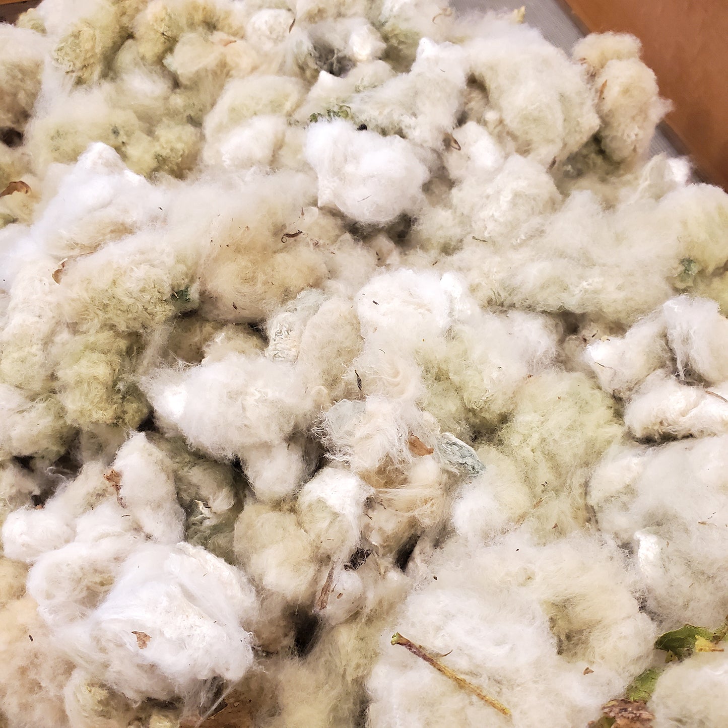 Davis Green Cotton