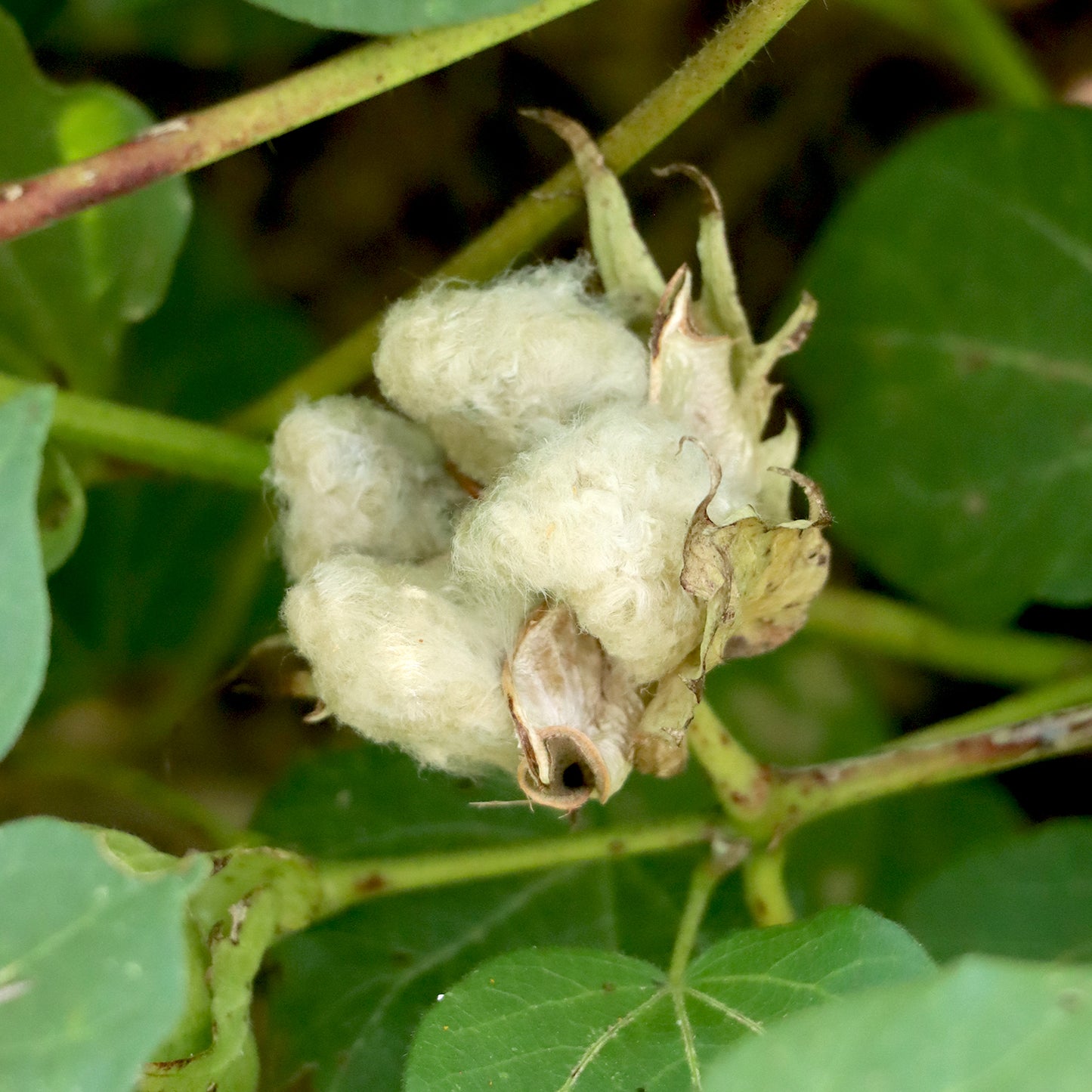 Davis Green Cotton