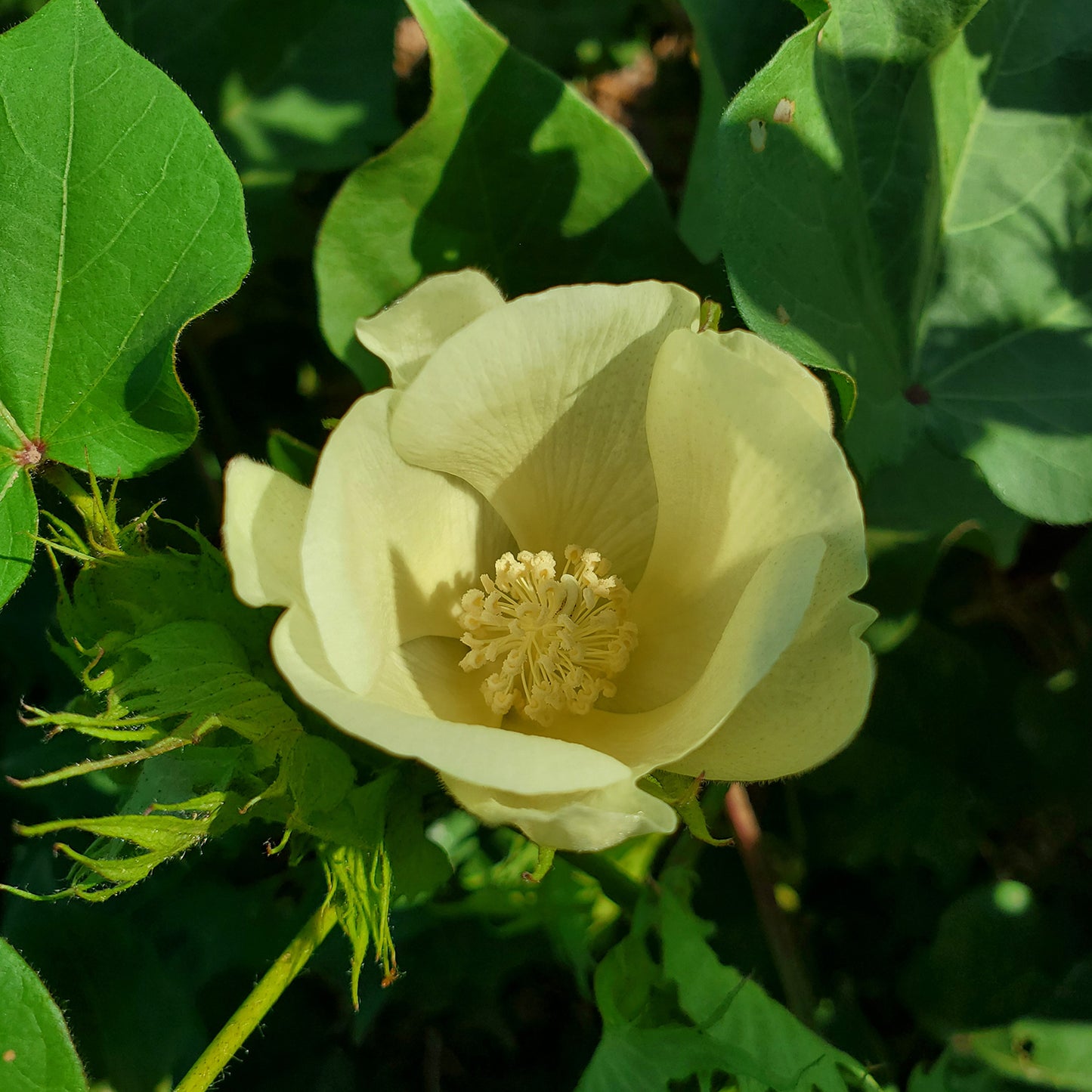Davis Green Cotton