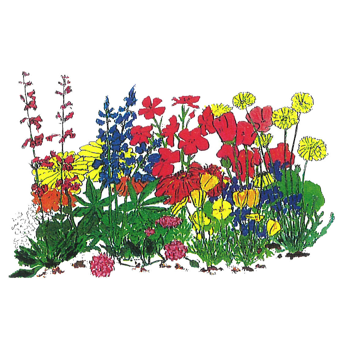 Desert Colors Wildflower Mix
