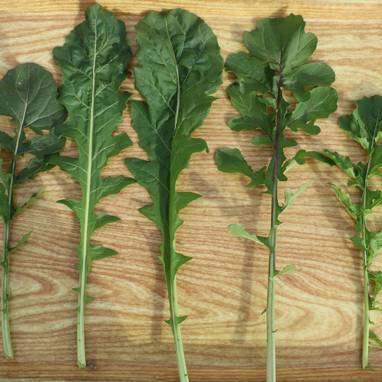 DiMeglio Arugula