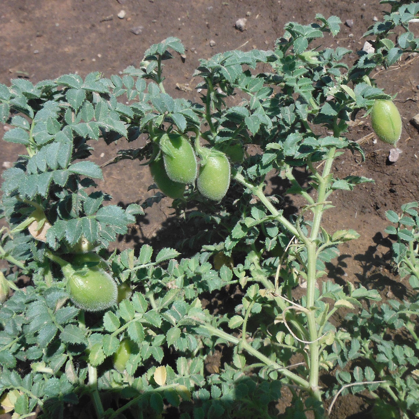 garbanzo bean seeds for arid climates
