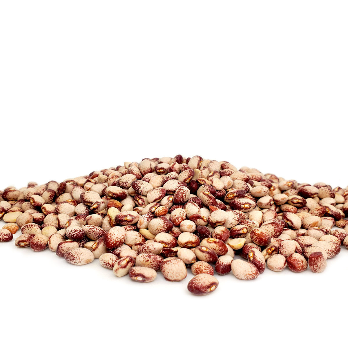 Maroon on one end fading to cream with maroon flecks on the other end. These yummy beans are very adaptable in the garden and kitchen. 1lb bag.