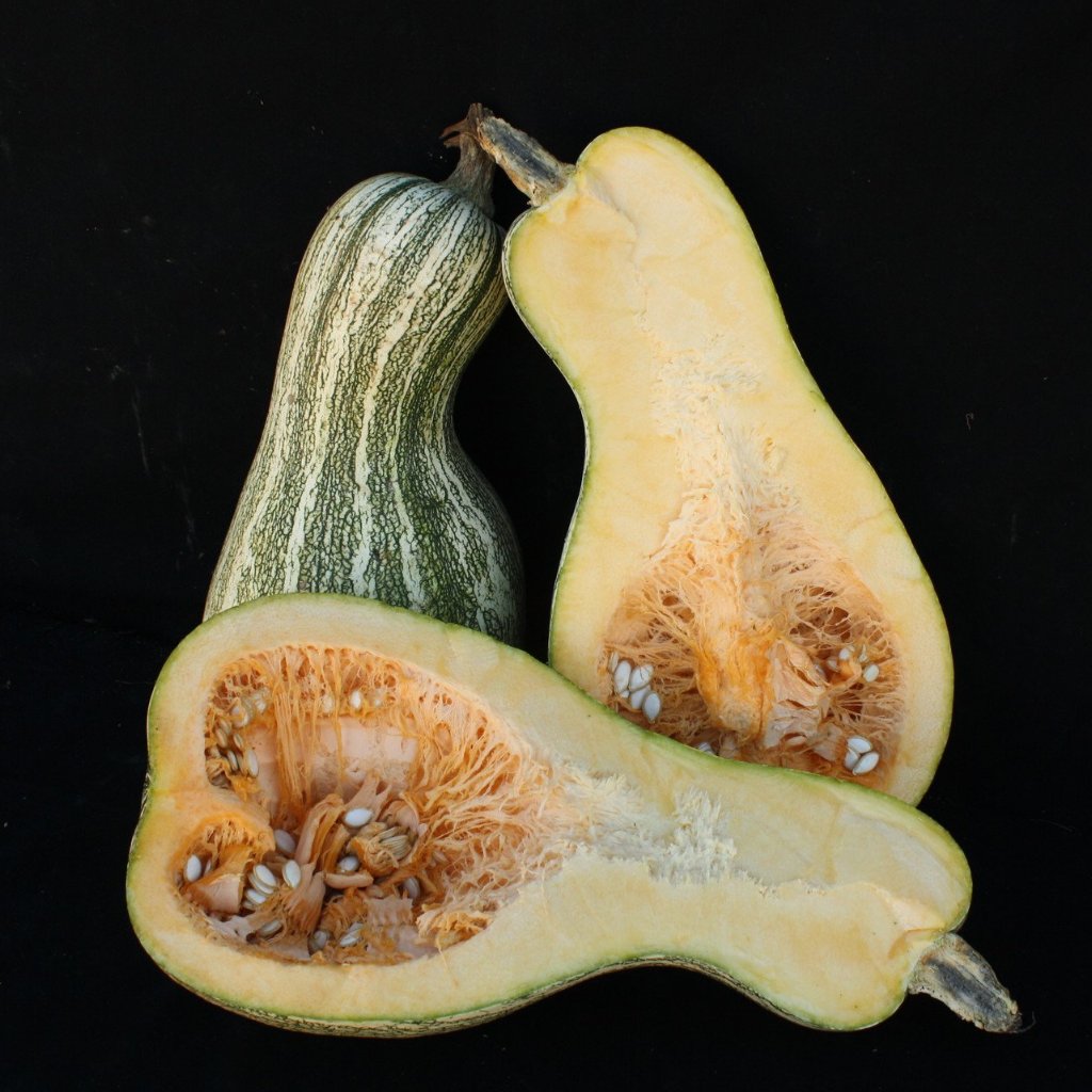 Navajo Cushaw (Tail Squash)