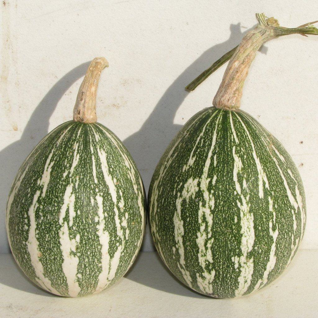Halawe Chipu