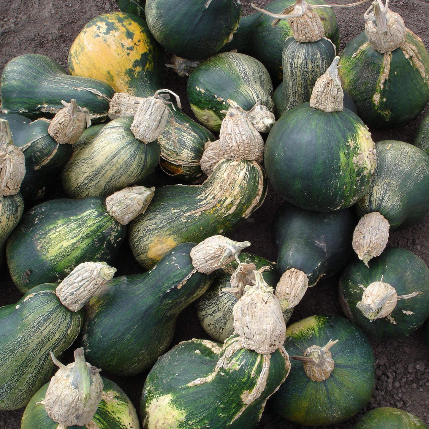Calabasa de las Aguas