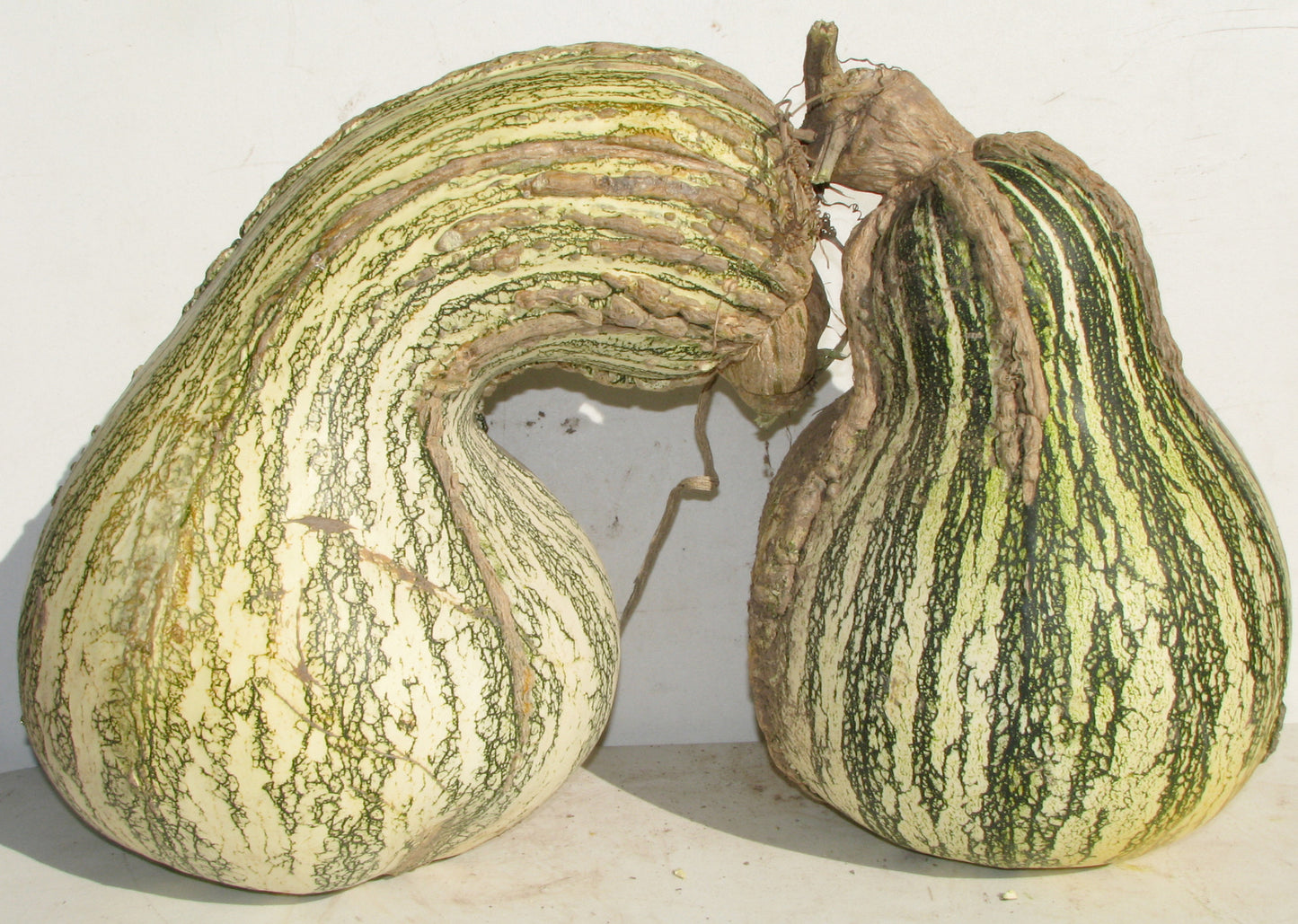 Navajo Cushaw (Tail Squash)