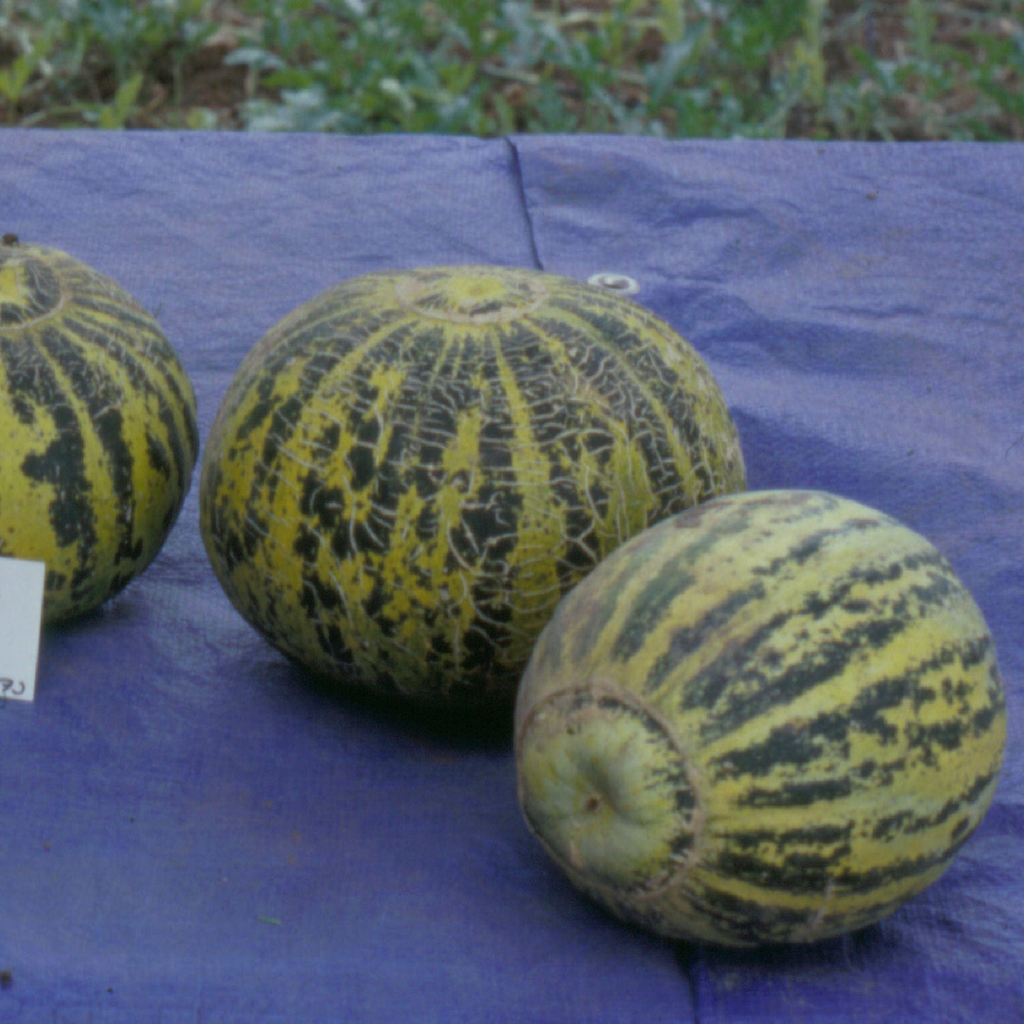Hopi Casaba