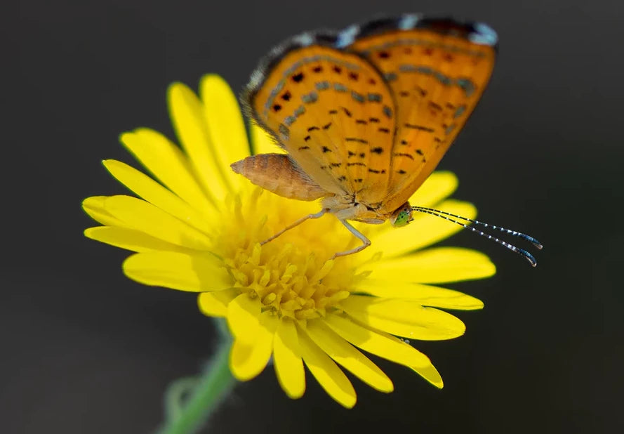 5x7 in blank card of a fatal metalmark butterfly on a yellow sow thistle flower