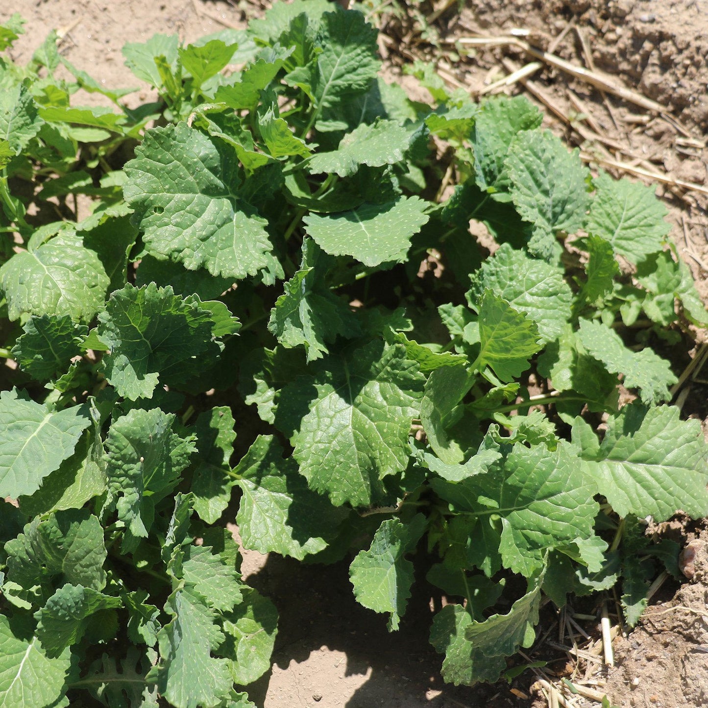 tarahumara mostaza - slightly spicy mustard, use in salad or cooked, harvest young