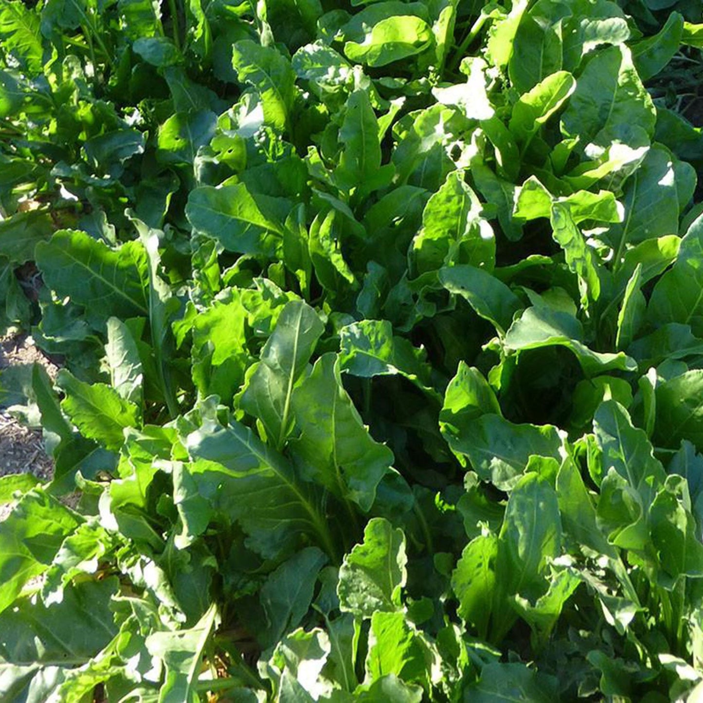 magdalena acelgas, chard, grows well in winter and through summer in low desert