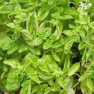 Genovese Basil