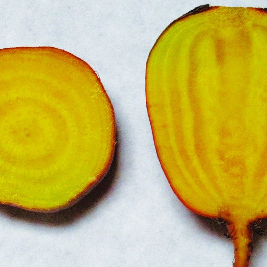 Beta vulgaris. Beautiful golden beets mature in 55-60 days from planting. Developed by W. Atlee Burpee Seeds in the 1940's. Produces an orange-skinned, golden yellow-fleshed root with pleasant, sweet flavor that is milder than red beets. Best eaten when roots are 2" in diameter. Not from our Seed Bank Collection, but your purchase supports our conservation mission.  Approx. 3g/200 seeds per packet.