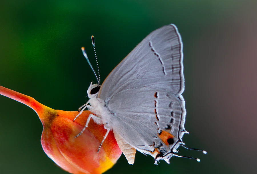 5x7 in blank card of a gray hairstreak butterfly on an unopened red bird of paradise flower bud