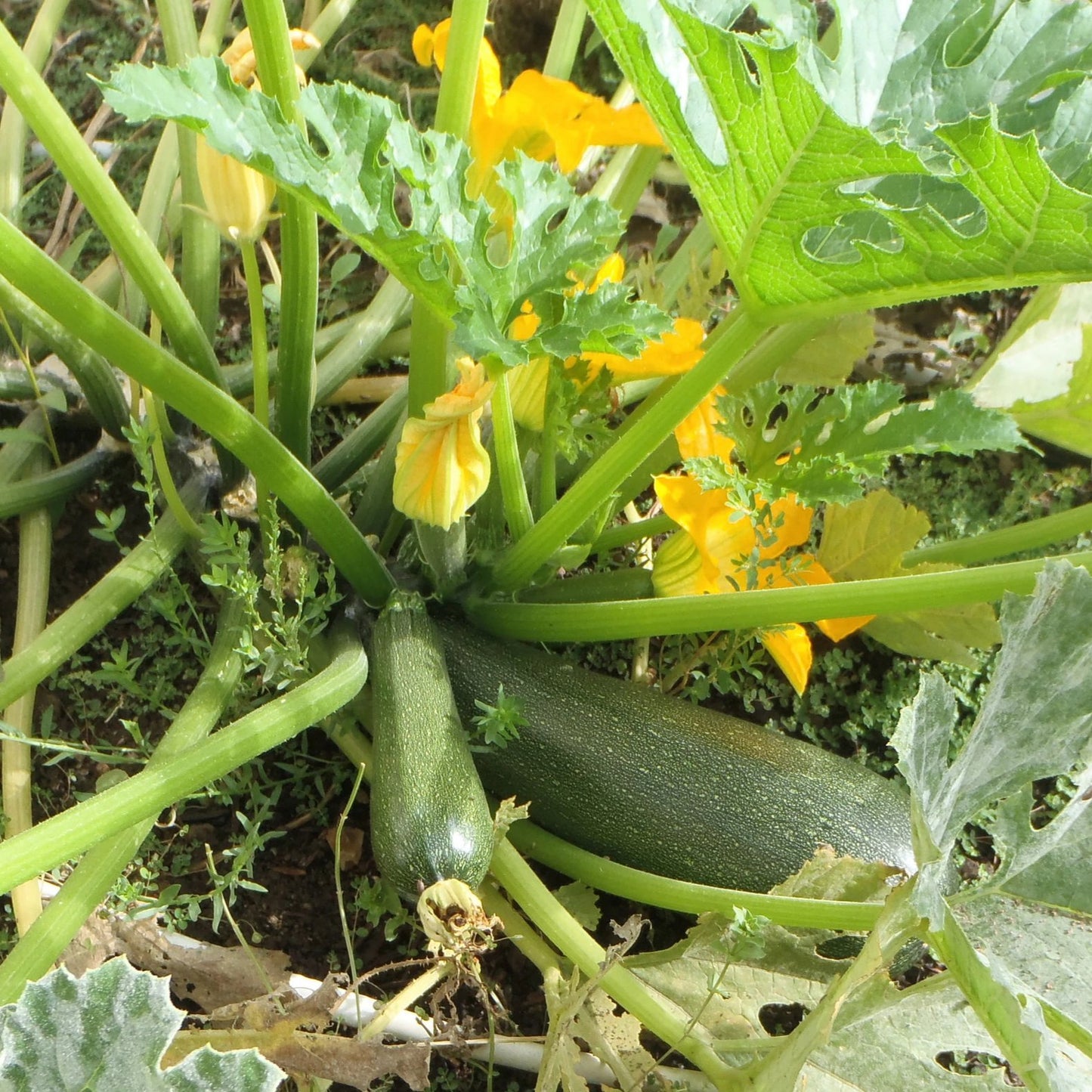 Grey Zucchini