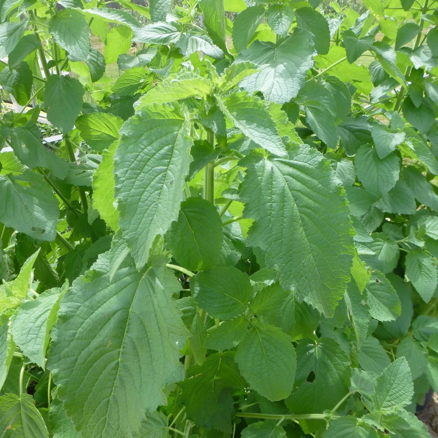 Guarijio Conivari