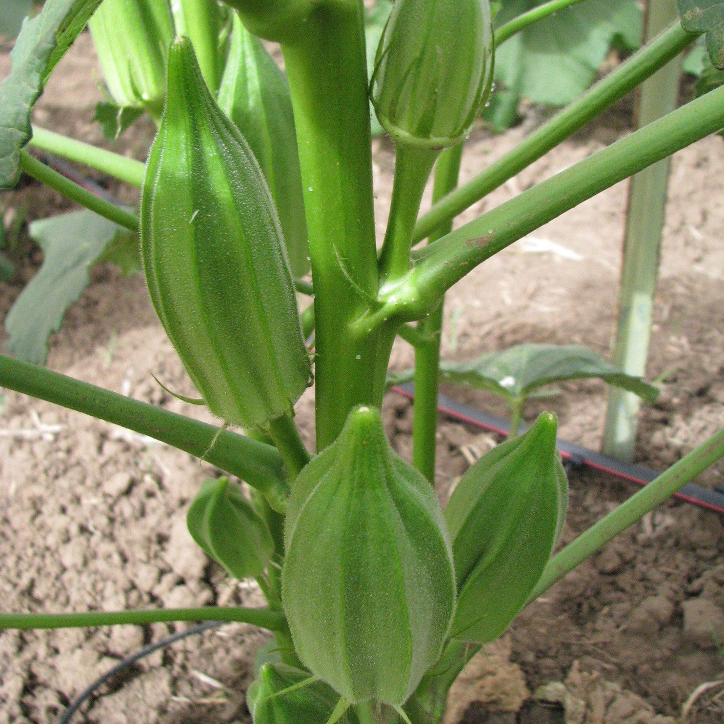 okra seeds for planting