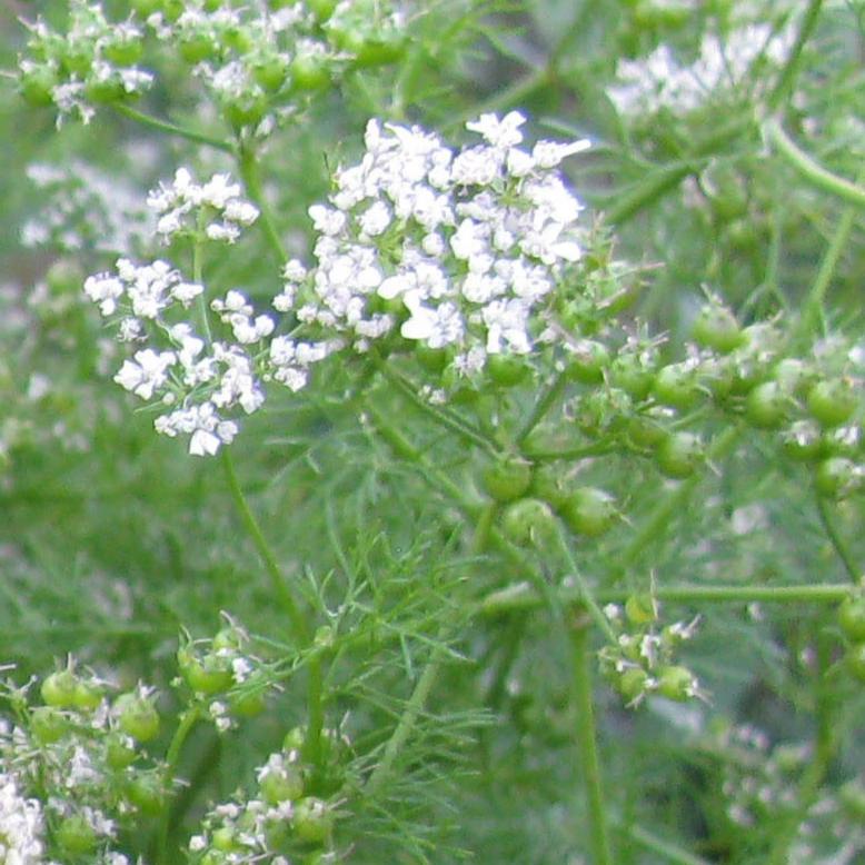 cilantro leaf coriander seed