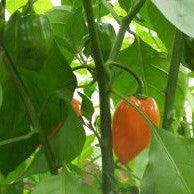Orange Habanero