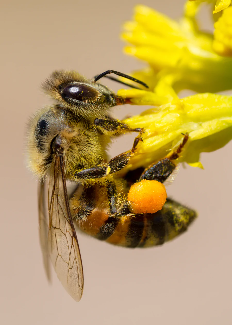 A honey bee covered in pollen on a yellow thimblehead flower. 5x7 card
