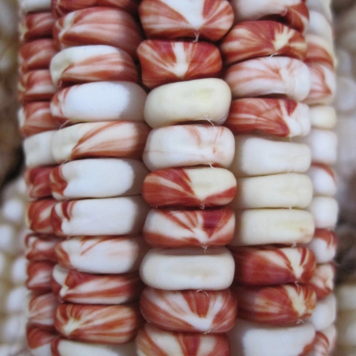 Rarámuri Tuxpeño