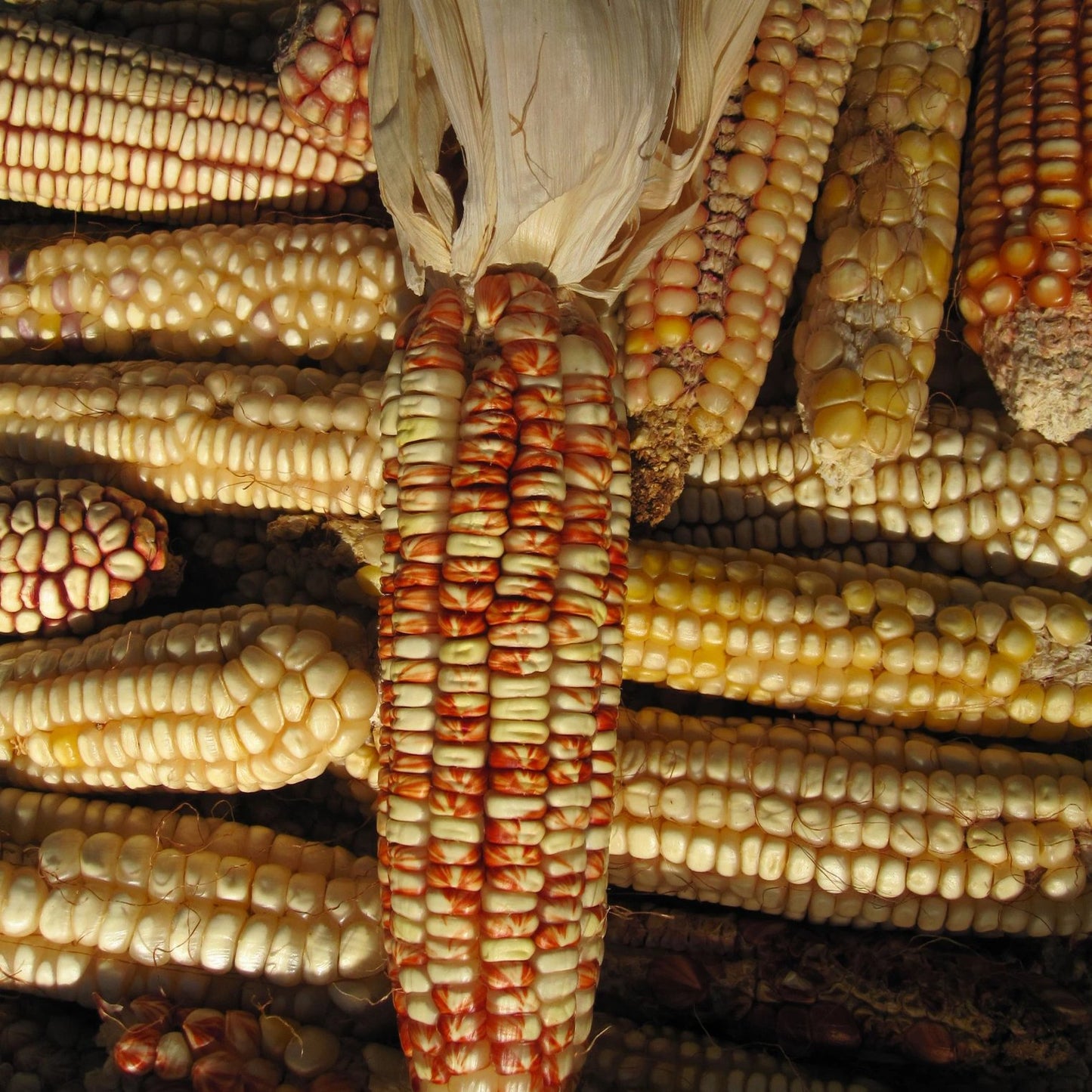 Rarámuri Tuxpeño