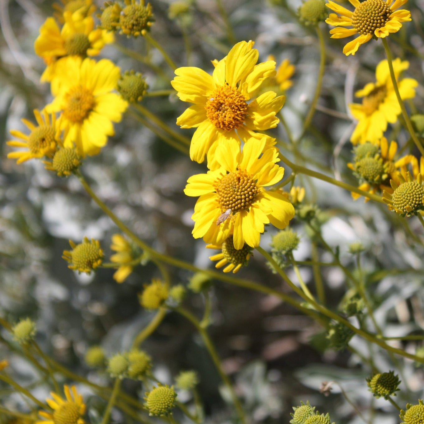 Brittlebush