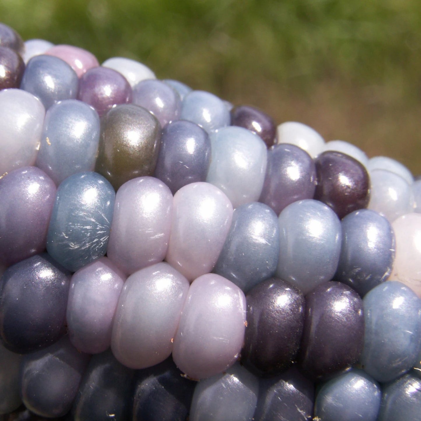 glass gem corn