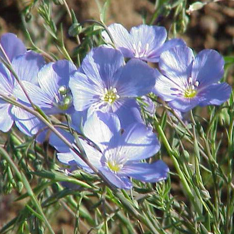 Blue Flax