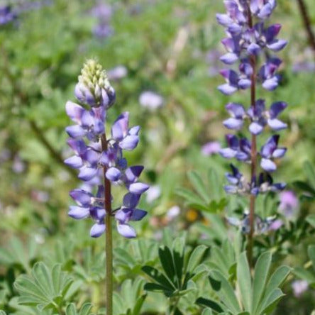 Desert Lupine
