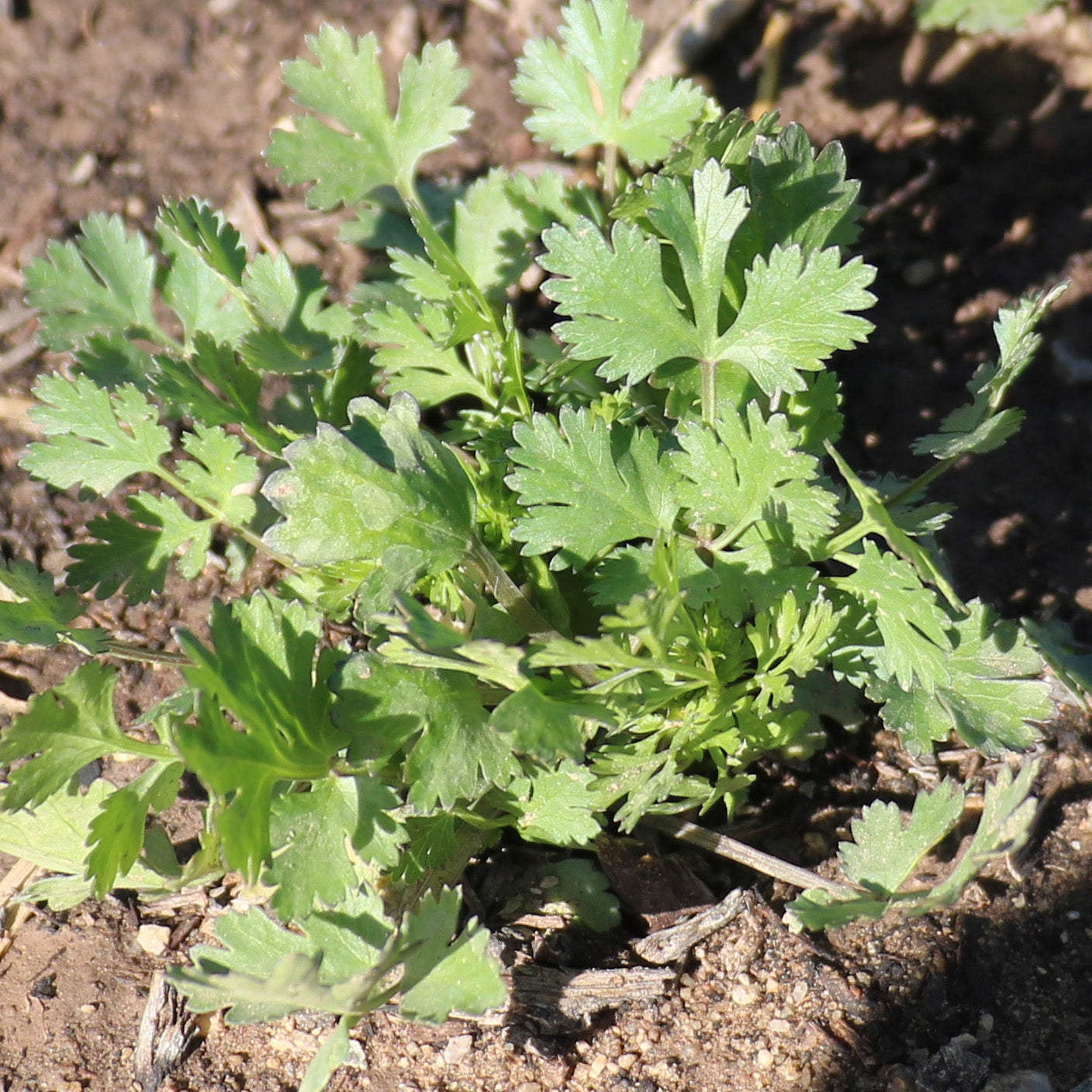 Magdalena Cilantro