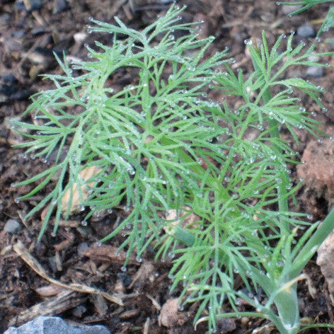 Mammoth Dill