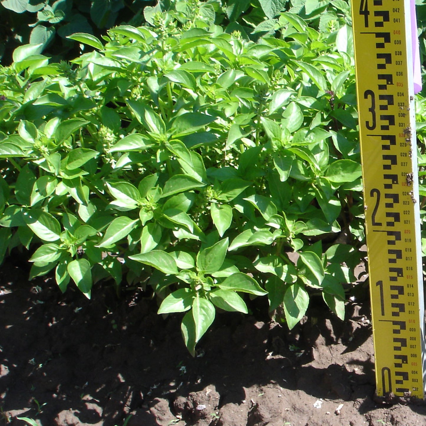 Mayo/Yoeme Basil