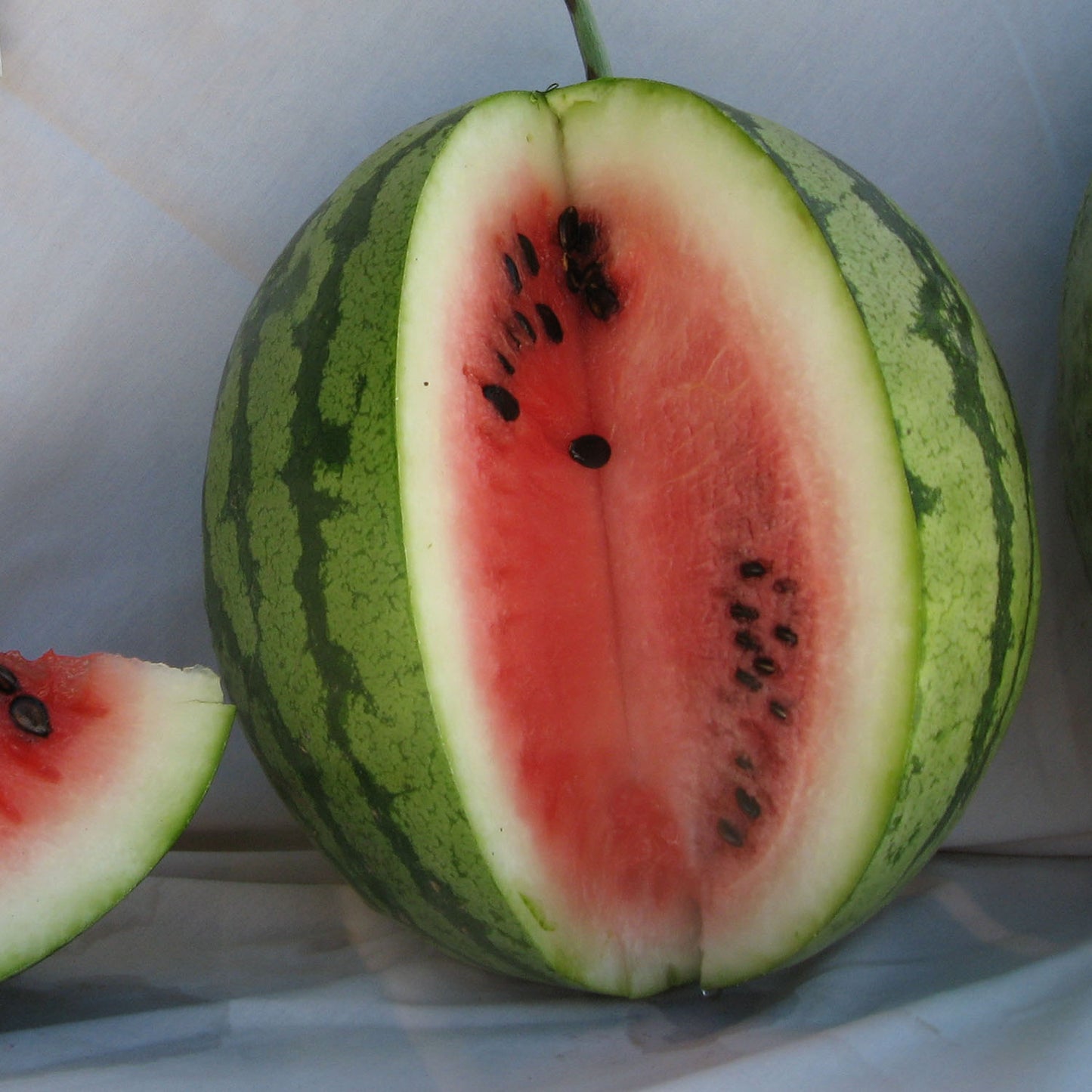 Mayo Sandia